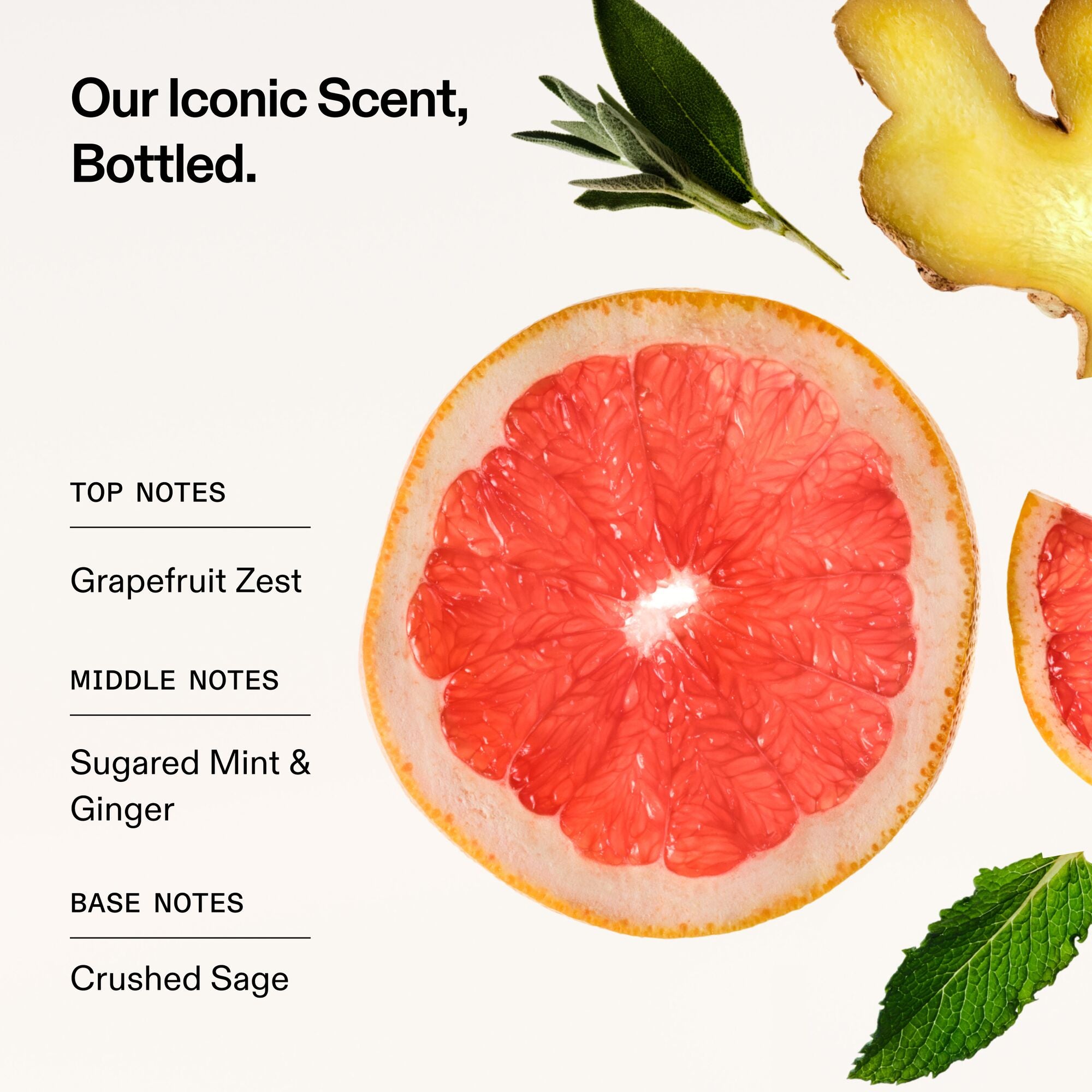 Notre parfum emblématique, en bouteille.
NOTES DE TÊTE
Zeste de pamplemousse
NOTES CENTRALES
Menthe sucrée et gingembre
NOTES DE FOND
Sauge écrasée